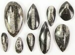 Lot: Polished Orthoceras Fossils Assorted Sizes - Pieces #77279-1